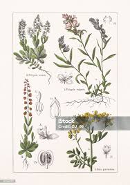 Attēlu rezultāti vaicājumam “Polygalaceae”