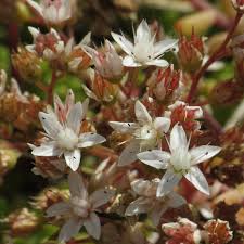 Attēlu rezultāti vaicājumam “Sedum album flower”