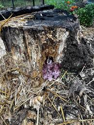 Attēlu rezultāti vaicājumam “Stemonaria irregularis”