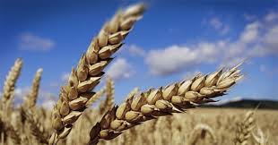 Image result for Weizen