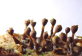 Attēlu rezultāti vaicājumam “Trichia longipalpis”