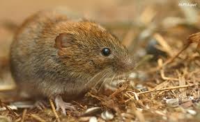 Attēlu rezultāti vaicājumam “Myodes glareolus”