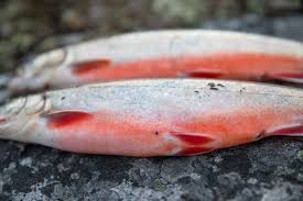 Image result for Salvelinus alpinus