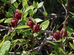 Attēlu rezultāti vaicājumam “Calycanthus floridus”