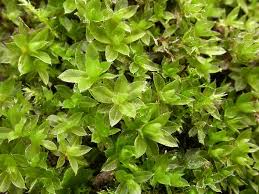 Attēlu rezultāti vaicājumam “Bryum pallens sporophyte”