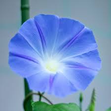 Image result for Ipomoea Heavenly Blue