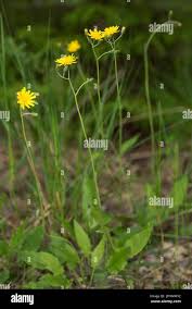 Attēlu rezultāti vaicājumam “Hieracium murorum flower”