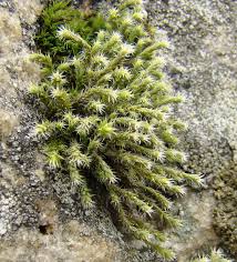 Attēlu rezultāti vaicājumam “Hedwigia ciliata sporophyte”