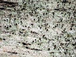 Attēlu rezultāti vaicājumam “Chaenotheca brunneola”