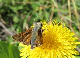 Attēlu rezultāti vaicājumam “Hesperia comma male”