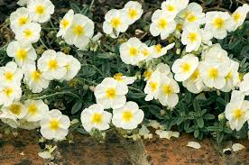 Attēlu rezultāti vaicājumam “Helianthemum x hybridum”