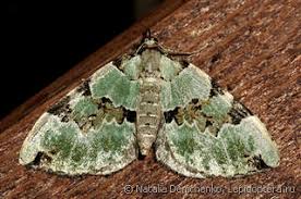 Attēlu rezultāti vaicājumam “Colostygia pectinataria female”