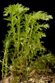 Attēlu rezultāti vaicājumam “Plagiomnium undulatum”