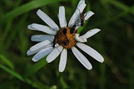 Attēlu rezultāti vaicājumam “Anastrangalia sanguinolenta”