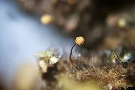 Attēlu rezultāti vaicājumam “Cribraria microcarpa”