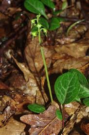 Attēlu rezultāti vaicājumam “Pyrola rotundifolia leaf”