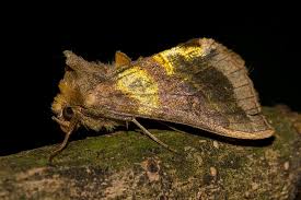 Attēlu rezultāti vaicājumam “Diachrysia tutti”