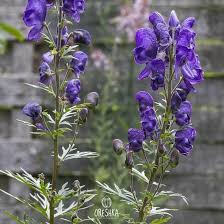Attēlu rezultāti vaicājumam “Aconitum napellus flower”