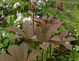 Image result for Rodgersia chocolate wings