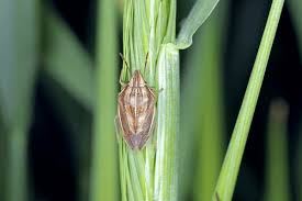 Attēlu rezultāti vaicājumam “Aelia acuminata”