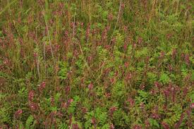 Attēlu rezultāti vaicājumam “Juncus gerardii flower”