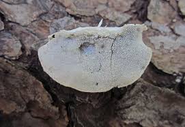 Attēlu rezultāti vaicājumam “Postia caesia”