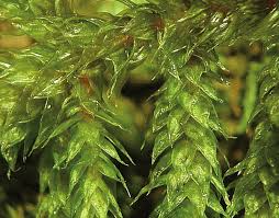 Attēlu rezultāti vaicājumam “Antitrichia curtipendula”