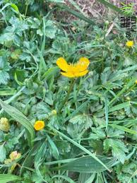 Attēlu rezultāti vaicājumam “Ranunculus cassubicus bud”