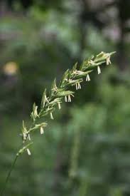Attēlu rezultāti vaicājumam “Elytrigia repens flower”