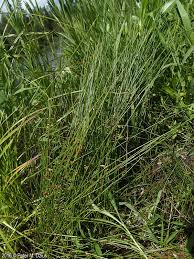 Attēlu rezultāti vaicājumam “Juncus filiformis”