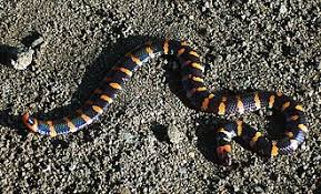 Attēlu rezultāti vaicājumam “Serpentes”