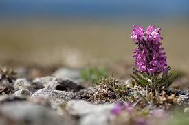 Attēlu rezultāti vaicājumam “Orobanchaceae”