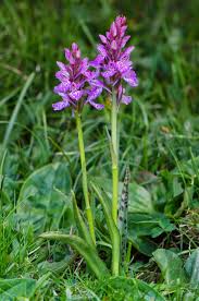 Attēlu rezultāti vaicājumam “Dactylorhiza maculata”