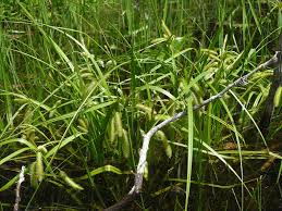 Attēlu rezultāti vaicājumam “Carex pseudocyperus”