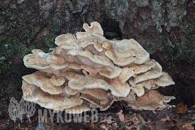 Attēlu rezultāti vaicājumam “Bondarzewia mesenterica”