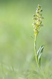 Attēlu rezultāti vaicājumam “Coeloglossum viride flower”