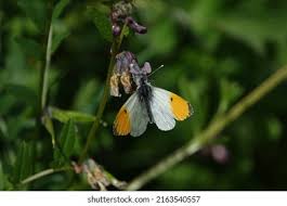 Attēlu rezultāti vaicājumam “Anthocharis cardamines male”