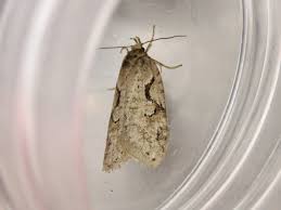 Attēlu rezultāti vaicājumam “Semioscopis steinkellneriana”