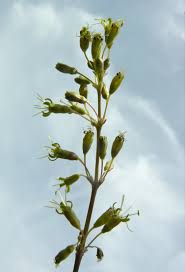 Attēlu rezultāti vaicājumam “Silene otites”