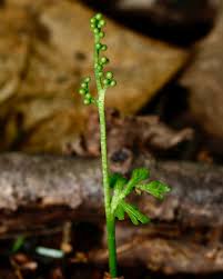 Attēlu rezultāti vaicājumam “Botrychium matricariifolium”