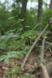 Attēlu rezultāti vaicājumam “Poa trivialis flower”