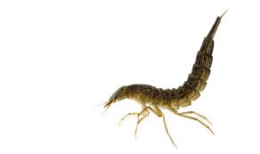 Attēlu rezultāti vaicājumam “Dytiscus sp. larva”