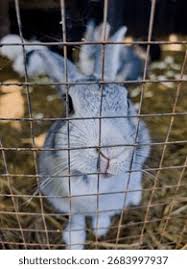 Attēlu rezultāti vaicājumam “Leporida”