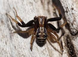 Attēlu rezultāti vaicājumam “Xysticus ulmi adult”