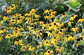 Attēlu rezultāti vaicājumam “Rudbeckia hirta var. hirta flower”