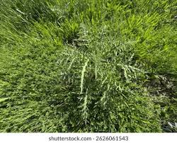 Attēlu rezultāti vaicājumam “Cirsium x rigens leaf”