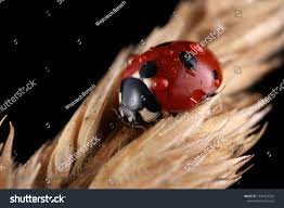 Attēlu rezultāti vaicājumam “Coccinella quinquepunctata”