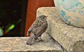 Attēlu rezultāti vaicājumam “Erithacus rubecula juvenile”