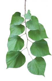 Attēlu rezultāti vaicājumam “Oenothera rubricauli bud”