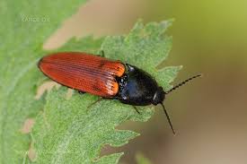 Attēlu rezultāti vaicājumam “Ampedus pomorum”